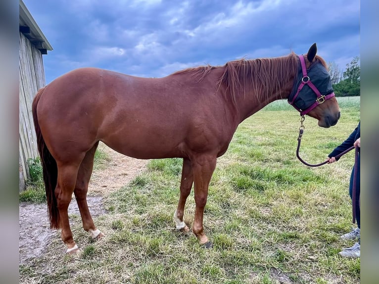 American Quarter Horse Giumenta 3 Anni 155 cm Sauro in Wolfsburg