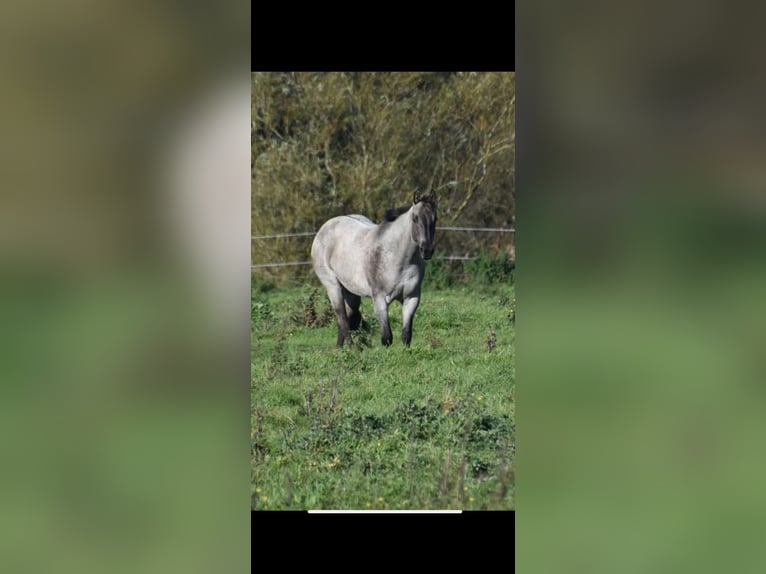 American Quarter Horse Giumenta 3 Anni 156 cm Grullo in Höringen