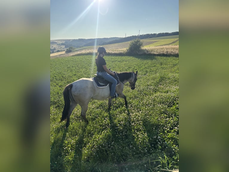 American Quarter Horse Giumenta 3 Anni 156 cm Grullo in Höringen