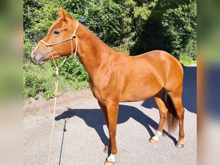 American Quarter Horse Giumenta 3 Anni 156 cm Sauro in Gschwend