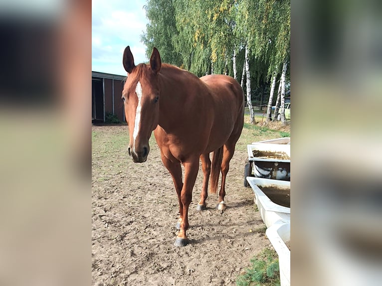 American Quarter Horse Giumenta 3 Anni 157 cm Sauro in Zerbst