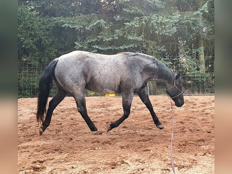 American Quarter Horse Giumenta 3 Anni 157 cm Sauro in Zerbst