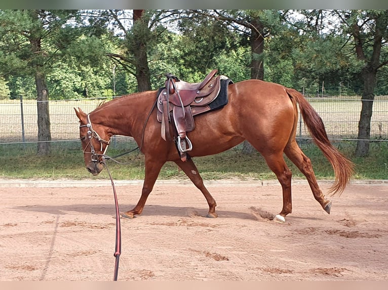 American Quarter Horse Giumenta 3 Anni 157 cm Sauro in Zerbst