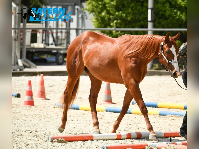 American Quarter Horse Giumenta 3 Anni 158 cm Sauro in Ravenstein