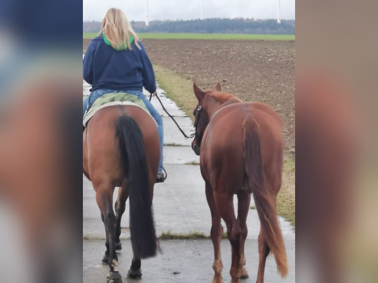 American Quarter Horse Giumenta 3 Anni 158 cm Sauro in Ravenstein