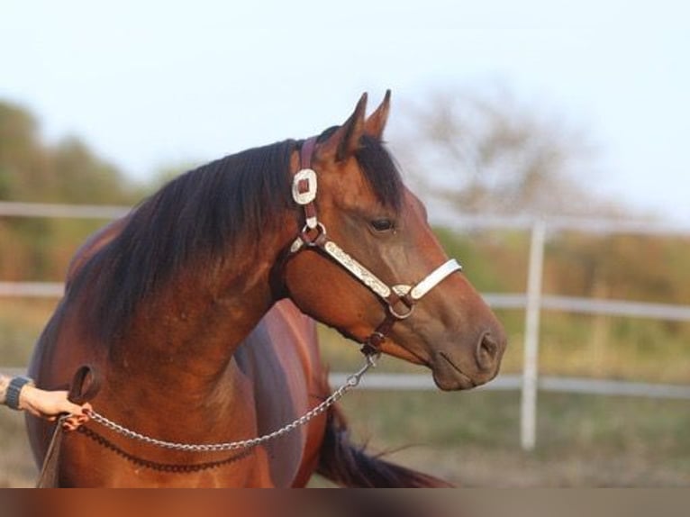 American Quarter Horse Giumenta 3 Anni 160 cm Baio in Herborn