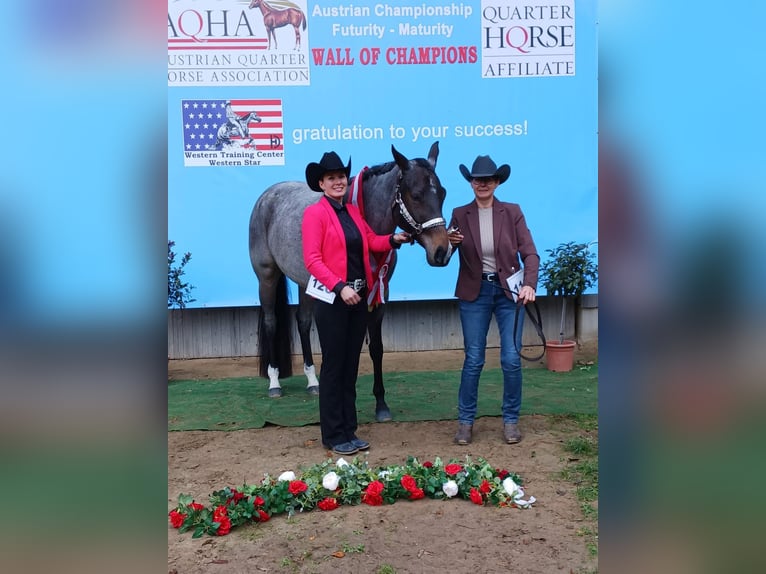 American Quarter Horse Giumenta 3 Anni 160 cm Baio roano in Pöttsching