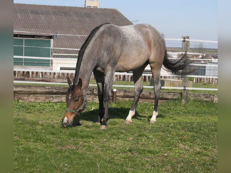 American Quarter Horse Giumenta 3 Anni 160 cm Baio roano in Pöttsching