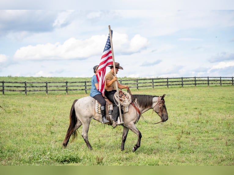 American Quarter Horse Mix Giumenta 3 Anni 160 cm Roano blu in Honey Brook