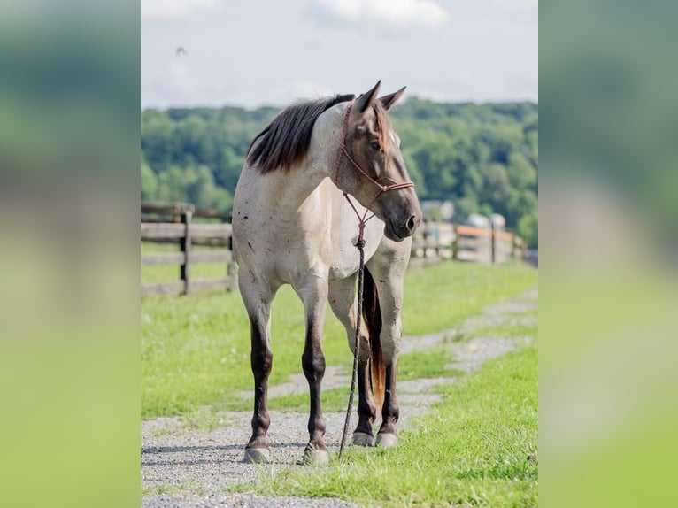 American Quarter Horse Mix Giumenta 3 Anni 160 cm Roano blu in Honey Brook