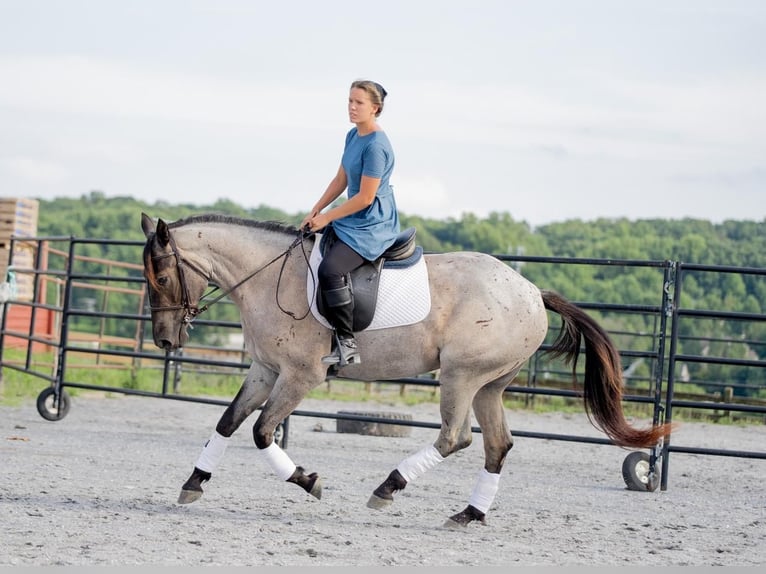 American Quarter Horse Mix Giumenta 3 Anni 160 cm Roano blu in Honey Brook