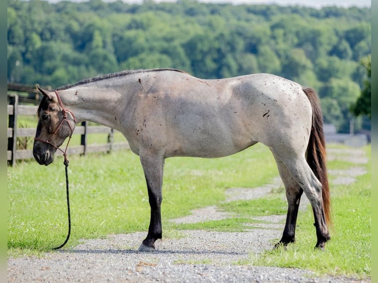 American Quarter Horse Mix Giumenta 3 Anni 160 cm Roano blu in Honey Brook