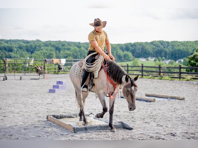 American Quarter Horse Mix Giumenta 3 Anni 160 cm Roano blu in Honey Brook