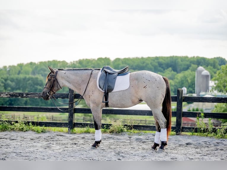 American Quarter Horse Mix Giumenta 3 Anni 160 cm Roano blu in Honey Brook