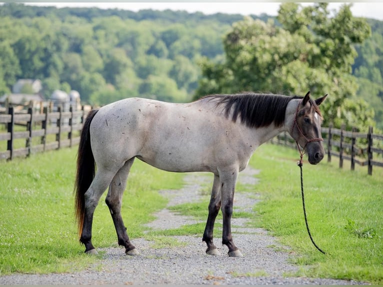 American Quarter Horse Mix Giumenta 3 Anni 160 cm Roano blu in Honey Brook