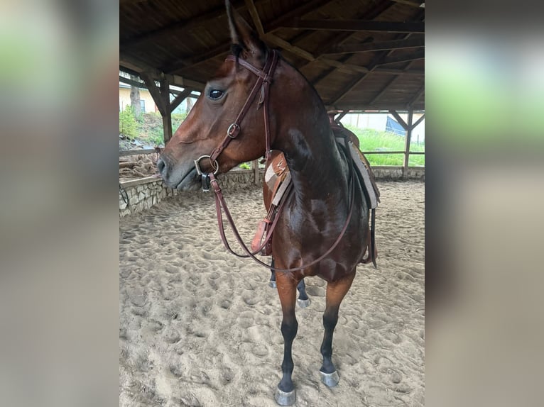 American Quarter Horse Giumenta 3 Anni Baio ciliegia in Banská Štiavnica