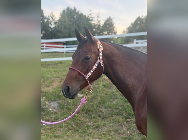 American Quarter Horse Giumenta 3 Anni Baio ciliegia in Banská Štiavnica