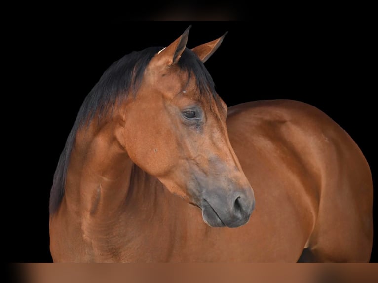 American Quarter Horse Giumenta 3 Anni Baio ciliegia in Rebersburg