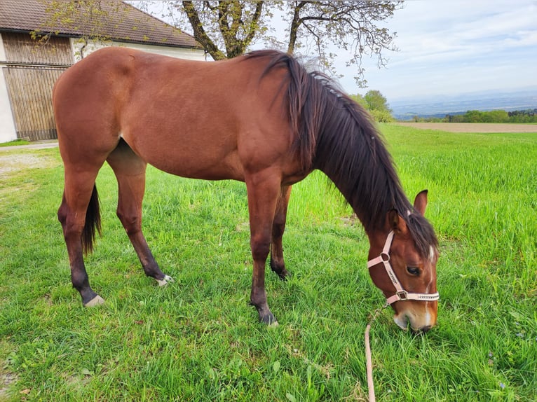 American Quarter Horse Giumenta 3 Anni Baio ciliegia in Münzbach