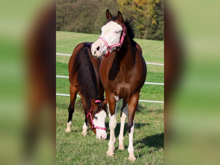 American Quarter Horse Giumenta 3 Anni Baio in Schlammersdorf