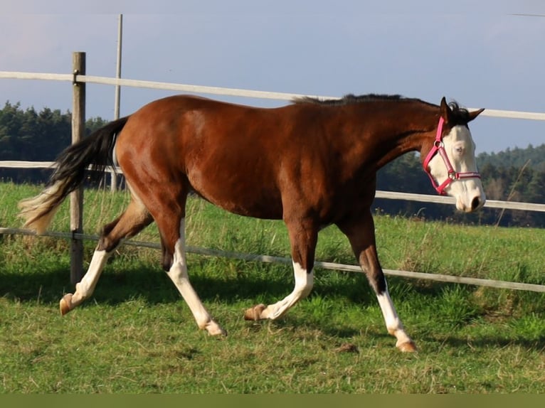 American Quarter Horse Giumenta 3 Anni Baio in Schlammersdorf