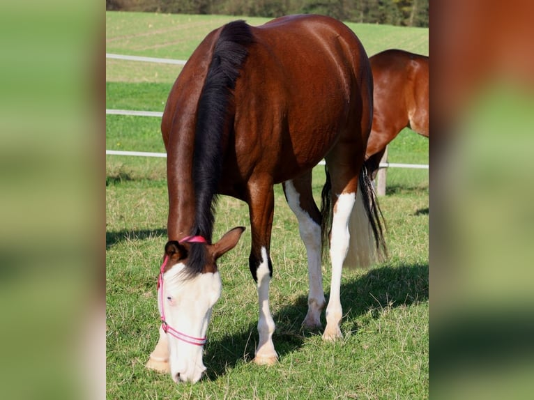 American Quarter Horse Giumenta 3 Anni Baio in Schlammersdorf