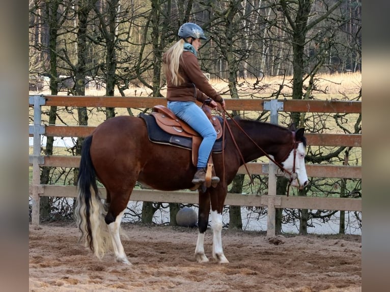 American Quarter Horse Giumenta 3 Anni Baio in Schlammersdorf