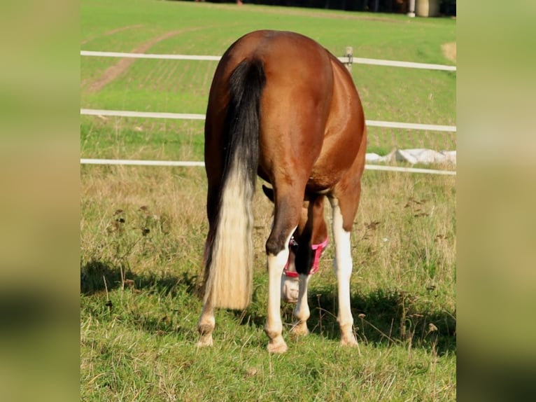 American Quarter Horse Giumenta 3 Anni Baio in Schlammersdorf