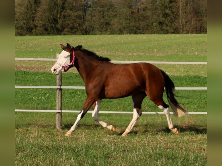 American Quarter Horse Giumenta 3 Anni Baio in Schlammersdorf