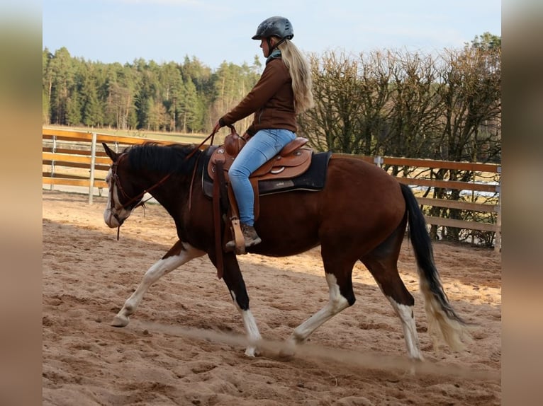 American Quarter Horse Giumenta 3 Anni Baio in Schlammersdorf