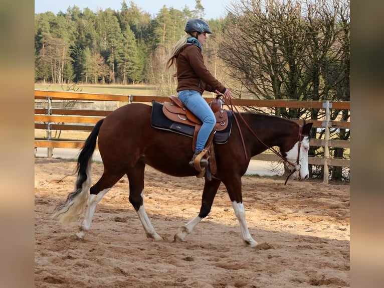 American Quarter Horse Giumenta 3 Anni Baio in Schlammersdorf