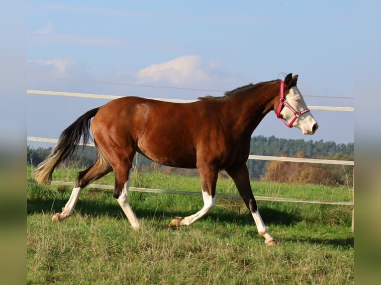 American Quarter Horse Giumenta 3 Anni Baio in Schlammersdorf