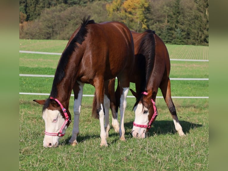 American Quarter Horse Giumenta 3 Anni Baio in Schlammersdorf