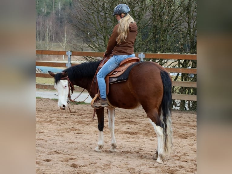 American Quarter Horse Giumenta 3 Anni Baio in Schlammersdorf