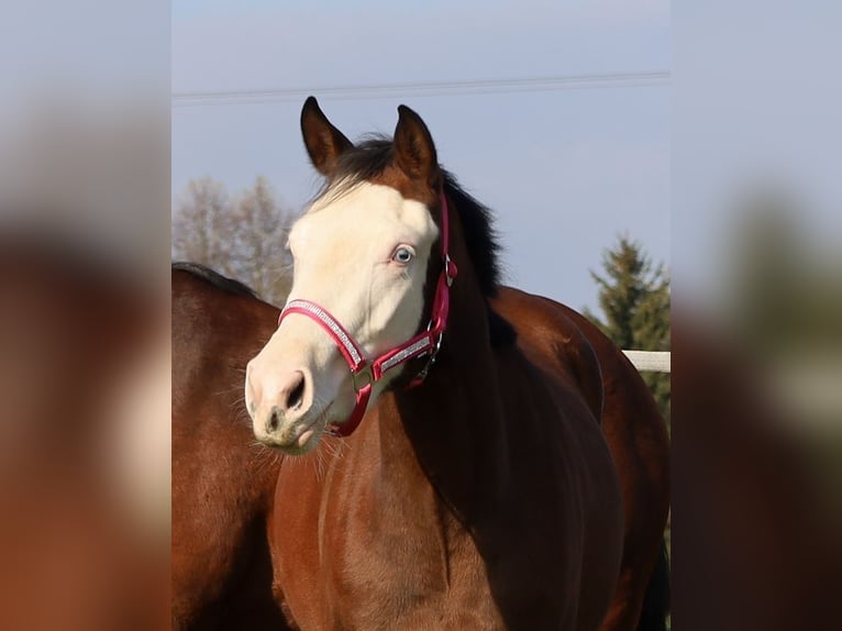 American Quarter Horse Giumenta 3 Anni Baio in Schlammersdorf