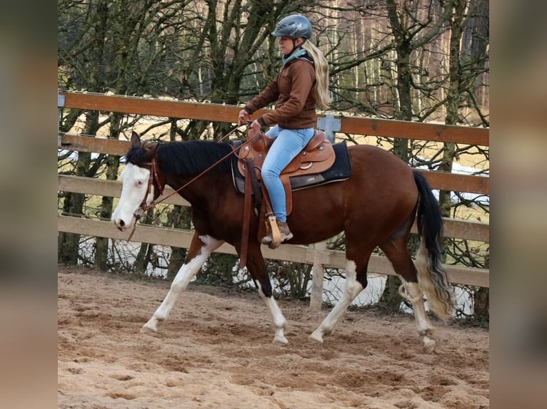 American Quarter Horse Giumenta 3 Anni Baio in Schlammersdorf