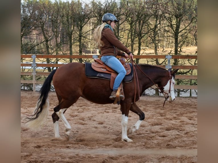 American Quarter Horse Giumenta 3 Anni Baio in Schlammersdorf