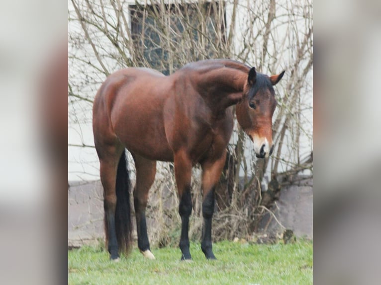 American Quarter Horse Giumenta 3 Anni Baio in Bell