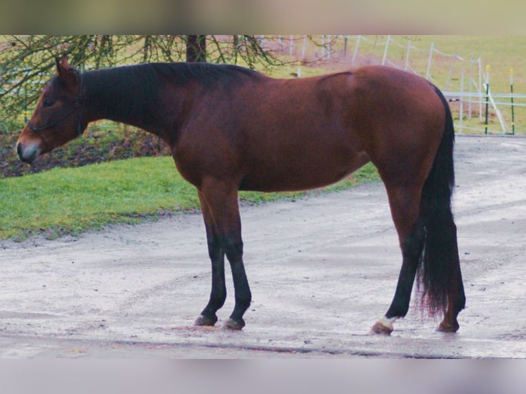 American Quarter Horse Giumenta 3 Anni Baio in Bell