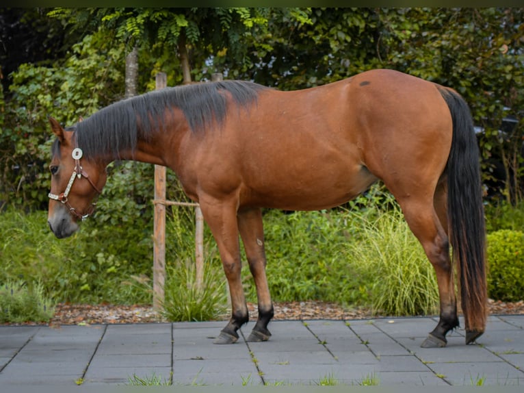 American Quarter Horse Giumenta 3 Anni Baio scuro in Lütjenwestedt