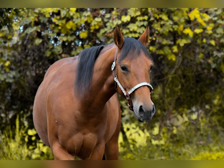 American Quarter Horse Giumenta 3 Anni Baio scuro in Lütjenwestedt