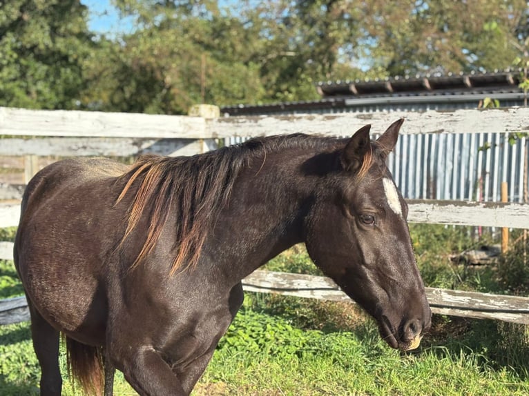 American Quarter Horse Giumenta 3 Anni  in Anderlingen