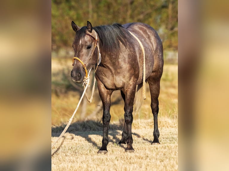American Quarter Horse Giumenta 3 Anni Grigio in Stephenville