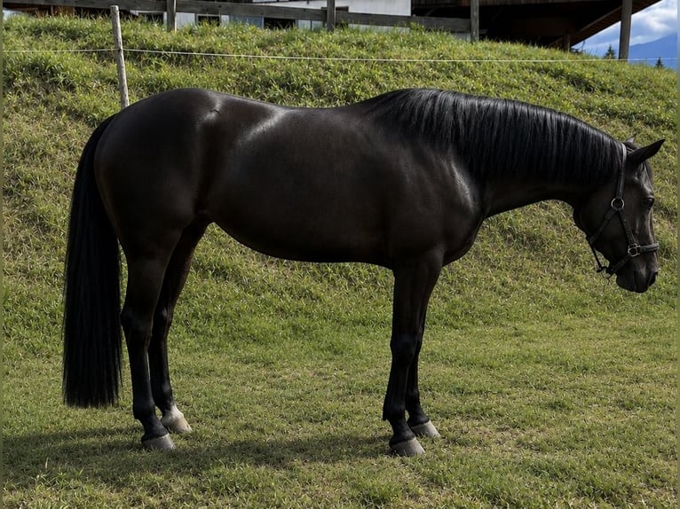 American Quarter Horse Giumenta 3 Anni Morello in Bozen