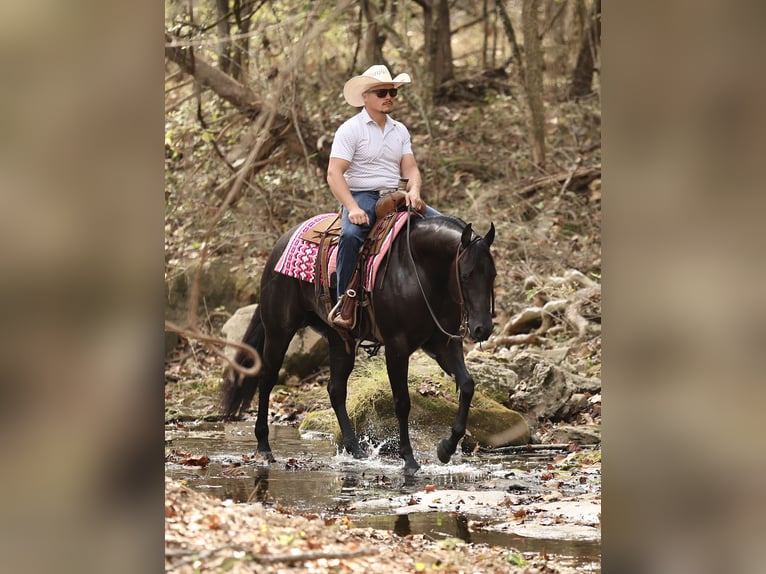 American Quarter Horse Giumenta 3 Anni Morello in Buffalo