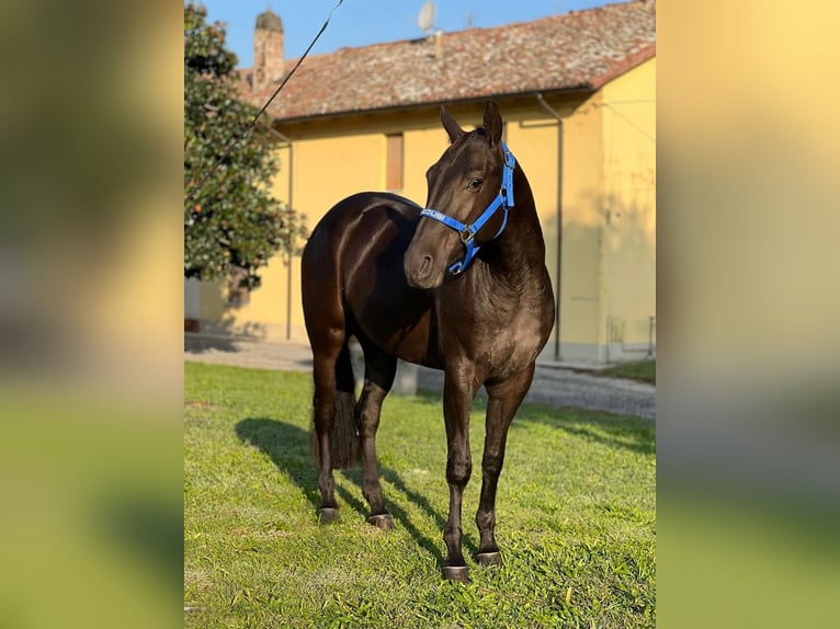 American Quarter Horse Giumenta 3 Anni Morello in Piozzano