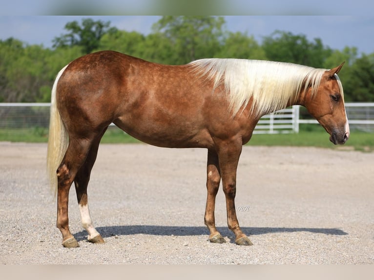 American Quarter Horse Giumenta 3 Anni Palomino in Kaufman, TX