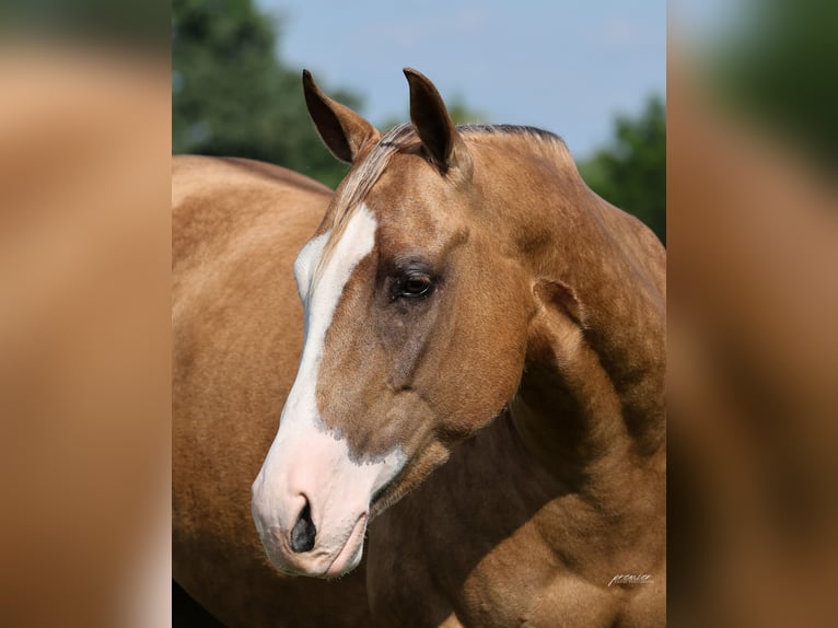 American Quarter Horse Giumenta 3 Anni Palomino in Buffalo
