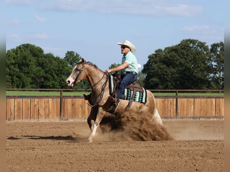 American Quarter Horse Giumenta 3 Anni Palomino in Buffalo