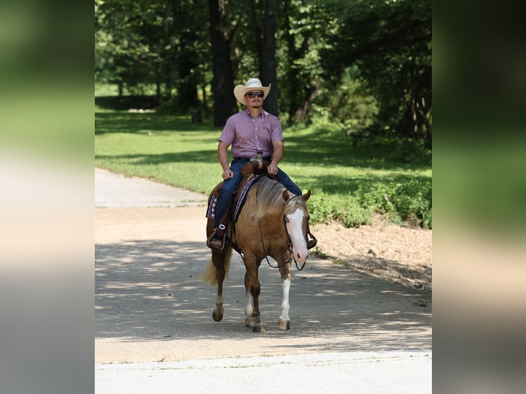 American Quarter Horse Giumenta 3 Anni Palomino in Buffalo